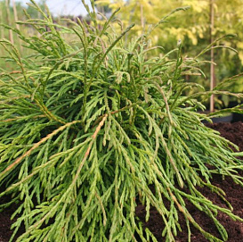 Туя складчатая 'Кагерс Бьюти'