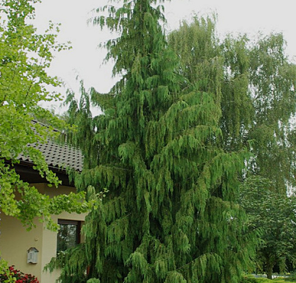Кипарисовик нутканский 'Пендула'