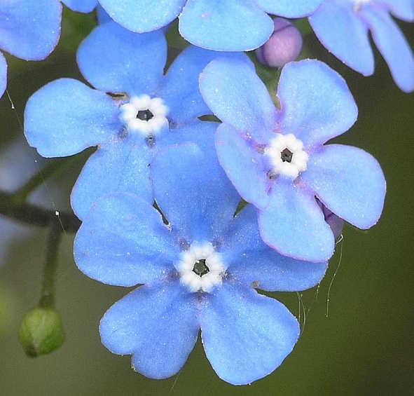 Бруннера крупнолистная