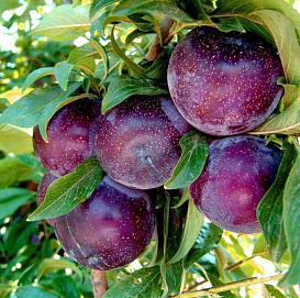 Слива 'Анжелина'