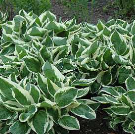 Хоста гибридная 'Minute Man'