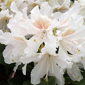 Рододендрон гибридный 'Плисен Вайт' (белый)