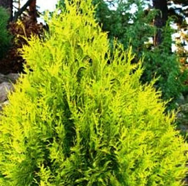 Туя западная 'Санкист'