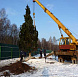 Фотоальбом Крупномеры Ели сербской (Picea omorica) 11 м. Фотография 7