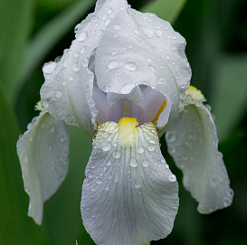 Ирис германский (бородатый) 'Флорентина'