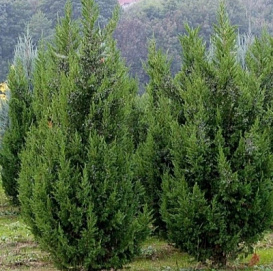 Можжевельник китайский 'Кетелери'