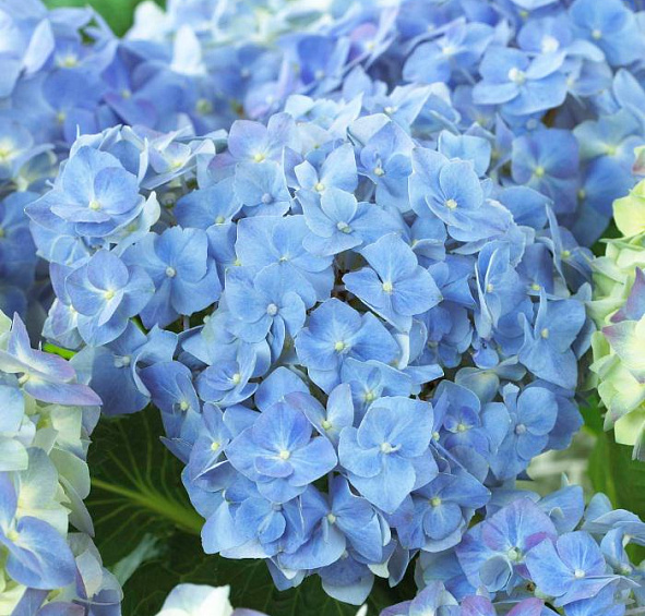 Гортензия крупнолистная 'Блю Хевен'