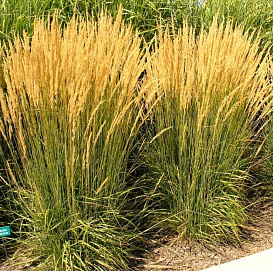 Вейник остроцветковый