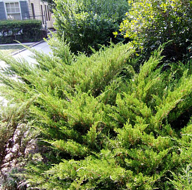 Можжевельник казацкий 'Мас'