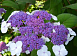 Гортензия шершавая 'Макрофилла'