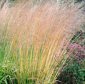 Молиния голубая 'Эдит Дадзус'