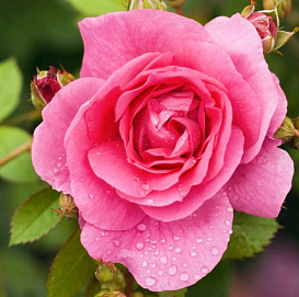 Роза 'Модерн Сентенниал' (парковая) (розовая)