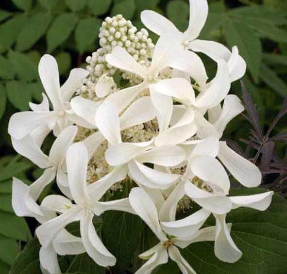 Гортензия метельчатая 'Грейт Стар'