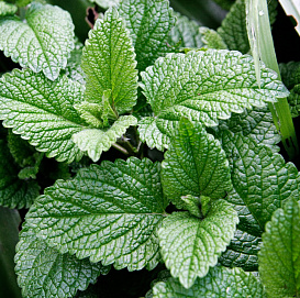 Мята 'Яблочная'