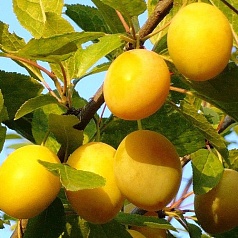 Слива 'Ренклод колхозный'