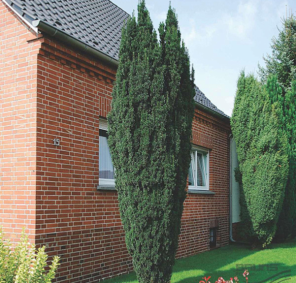 Тис ягодный Фастигиата Ауреа