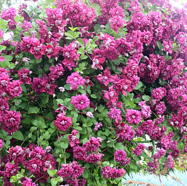 Клематис 'Пурпуреа Плена Элеганс'