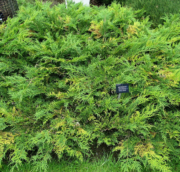 Микробиота перекрестнопарная 'Голдспот' 