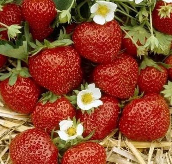 Земляника (клубника) 'Ред Стар'