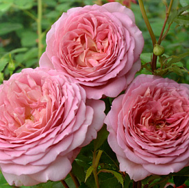 Роза 'Джубили Селебрейшн' (парковая, шраб) (персиково - розовая)