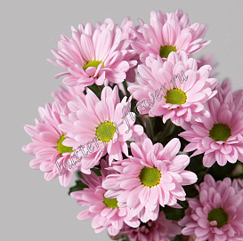 Хризантема