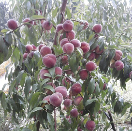 Персик 'Воронежский'