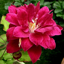 Клематис 'Ред Стар' (ярко-розовый)