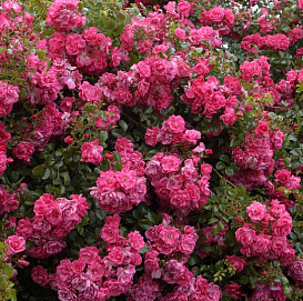 Роза 'Пальменгартен Франкфурт' (почвопокровная) (розовая)