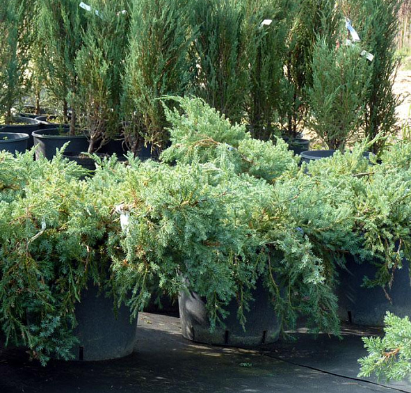 Можжевельник чешуйчатый 'Мейери'