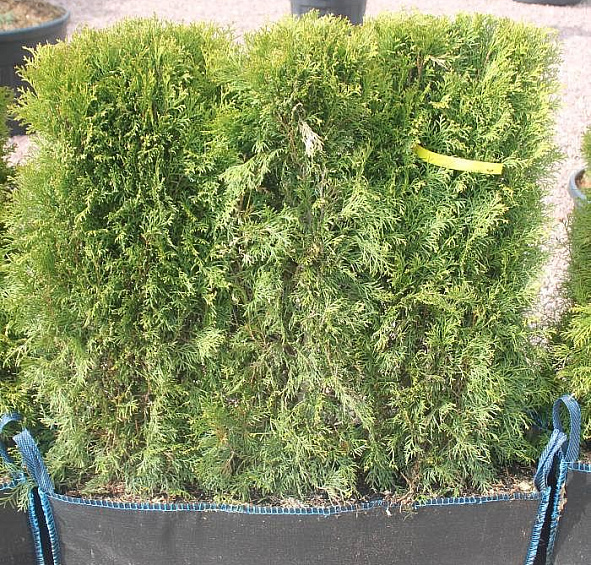 Туя западная 'Смарагд' блоки ж/и 80х100х40