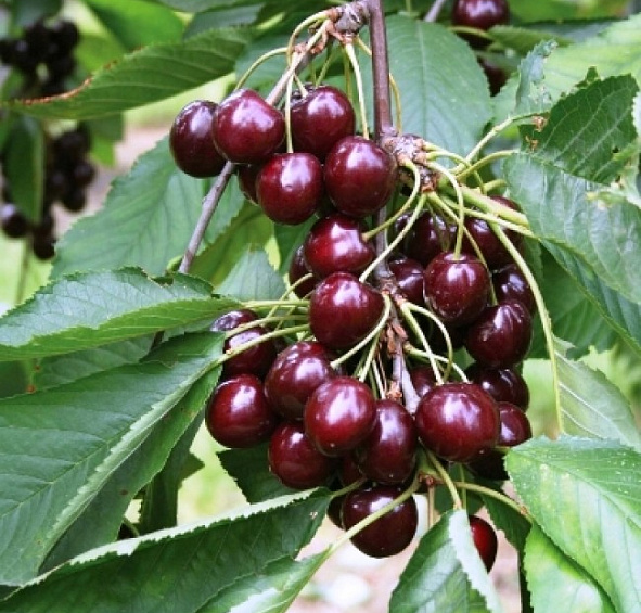 Вишня обыкновенная 'Шоколадница'