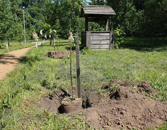 Благоустройство территории Государственного музея-заповедника А.С. Пушкина – Южный Посадки плодового сада