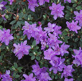 Рододендрон плотный 'Рамапо' (фиолетовый)