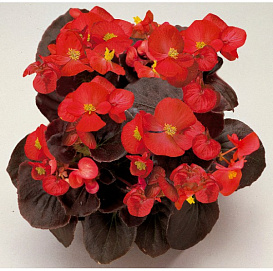 Бегония вечноцветущая 'Сенатор Скарлет' (красная листва)