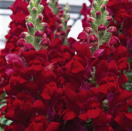 Антирринум компактный (Львиный зев) 'Снептини Ред' (красный)