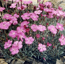 Гвоздика голубая