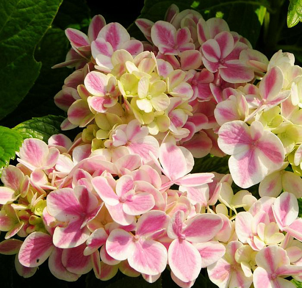 Гортензия крупнолистная 'Форевер энд Эвер Пепперминт'