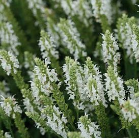 Сальвия дубравная (Шалфей) 'Шнеехугель'