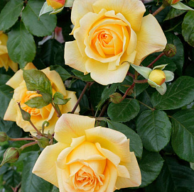 Роза 'Мишка' (шраб) (желто-абрикосовая)