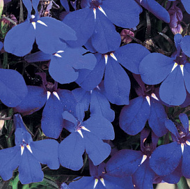 Лобелия эринус компактная 'Ривьера Миднайт Блю' (синяя)