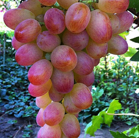 Виноград 'Ливия'