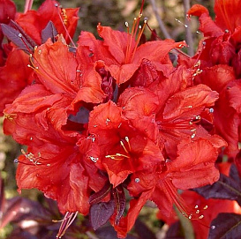 Рододендрон желтый (азалия) 'Роял Комманд' (красный)