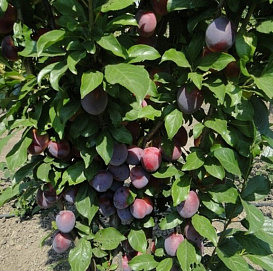 Слива колоновидная 'Патриот'