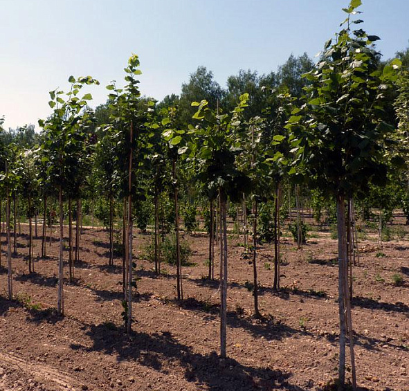 Липа мелколистная (сердцелистная) 'Гринспайер'