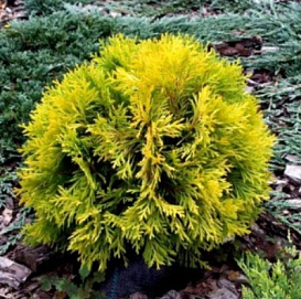 Туя западная 'Амбер Глоу'