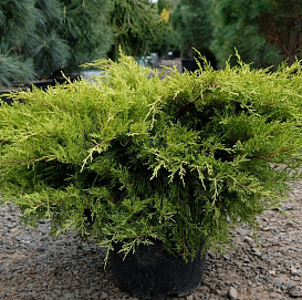 Можжевельник средний 'Вильгельм Пфитцер'