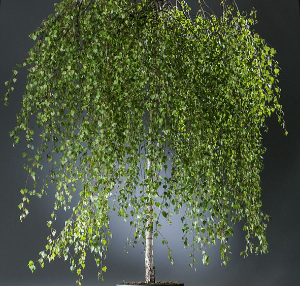 Береза повислая 'Юнги'