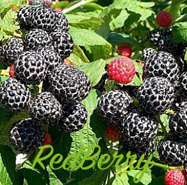 Малина 'Бристоль'