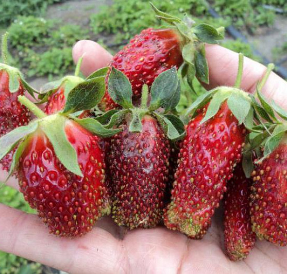 Земляника (клубника) 'Купчиха'