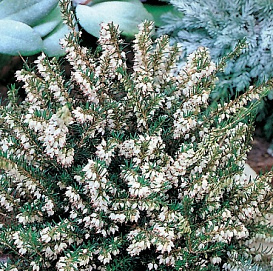 Эрика дарленская 'Вайт Перфекшн'